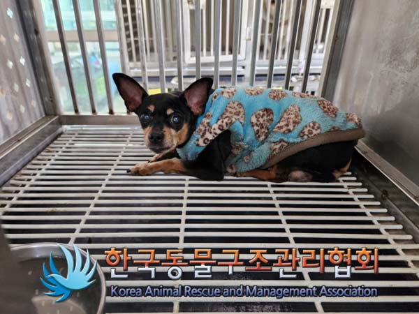 한국동물구조관리협회_411305202500015